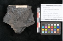 Foto (Objekt + Etikett) von Palissya podocarpoides Ettingshausen (NHMW-GEO-2024-0188-10309)